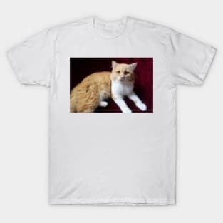 cute cat portrait T-Shirt